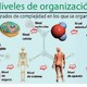 Niveles de organizacion