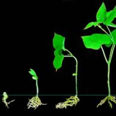 Timeline: Ciclo de vida de un frijol