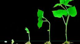 Timeline: Ciclo de vida de un frijol