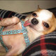Elrico the chihuahua