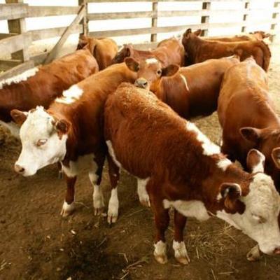 Timeline: Ganaderia primeros actos