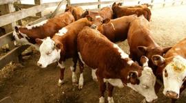 Timeline: Ganaderia primeros actos