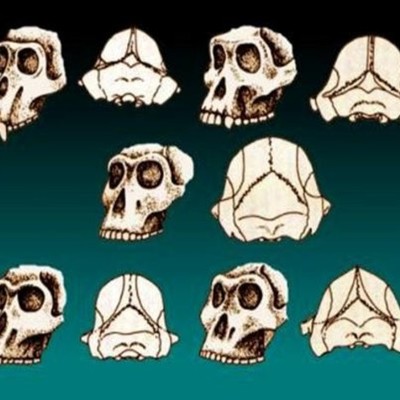Timeline: Evolucion Del Hombre