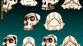 Timeline: Evolucion Del Hombre