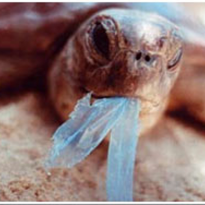 Timeline: Pollution Plan