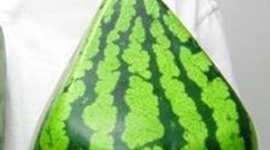 Timeline: Tiempo establecido para el logro de objetivos