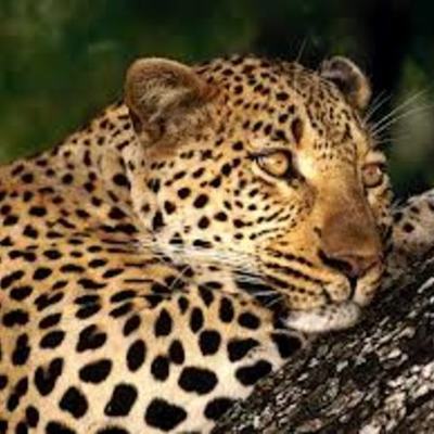 Timeline: A timelife of the african history