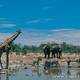Africa safaris wildlife 1g