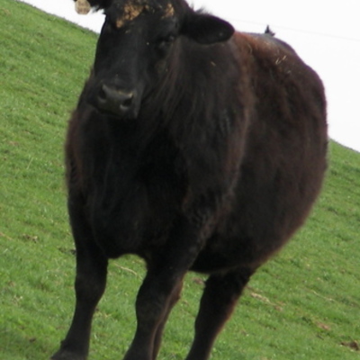 Timeline: The Road an Angus Show