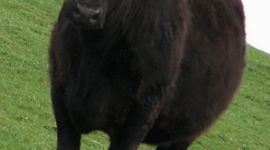 Timeline: The Road an Angus Show