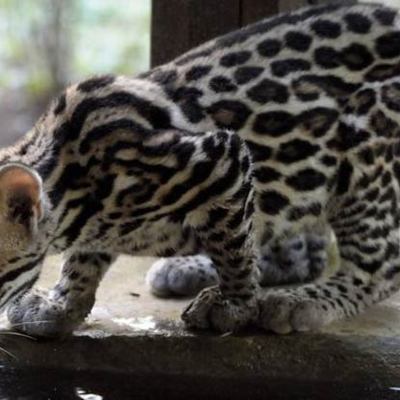 Timeline: Spanish Timeline