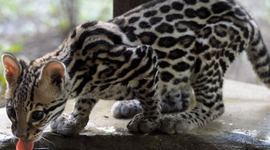 Timeline: Spanish Timeline