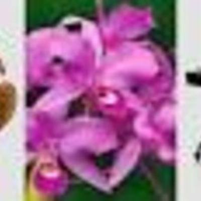 Timeline: Símbolos Nacionales de Costa Rica