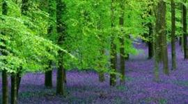 Timeline: Algunos eventos de la vida de Rubén