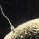 Sperm egg
