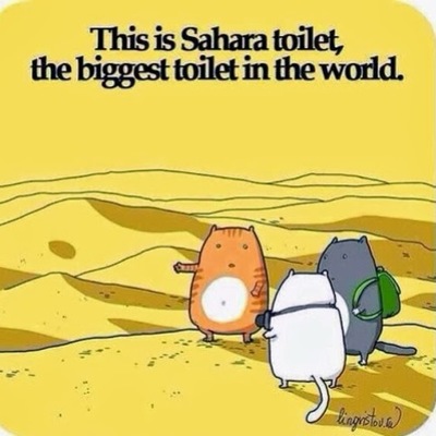 Timeline: Cats on Vacation