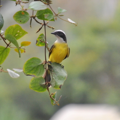 Timeline: Distribución del tiempo por actividades