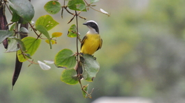 Timeline: Distribución del tiempo por actividades