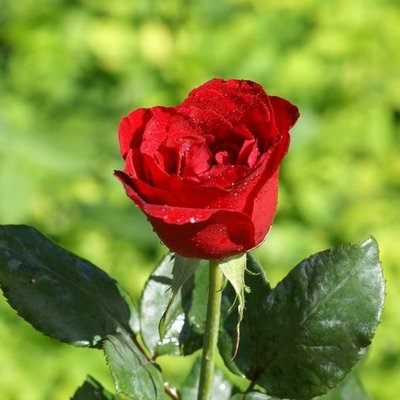 Timeline: Flores de Colombia