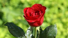 Timeline: Flores de Colombia