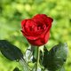 Flores hermosas 6