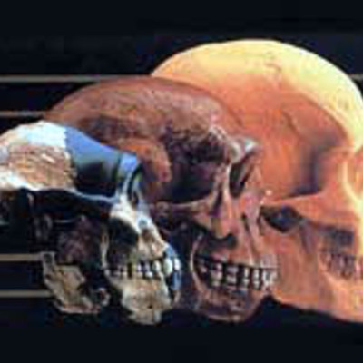 Timeline: Evolucionistas