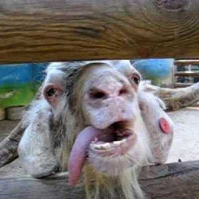 Timeline: Peter Wolf