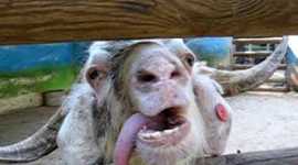 Timeline: Peter Wolf