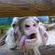 Goatpowah