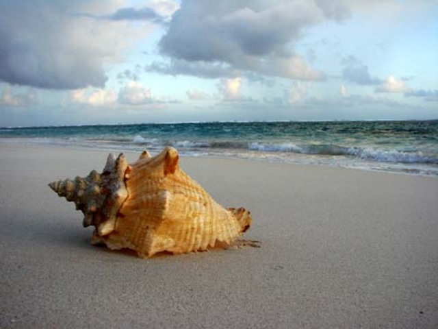 Lord Of The Flies Conch
