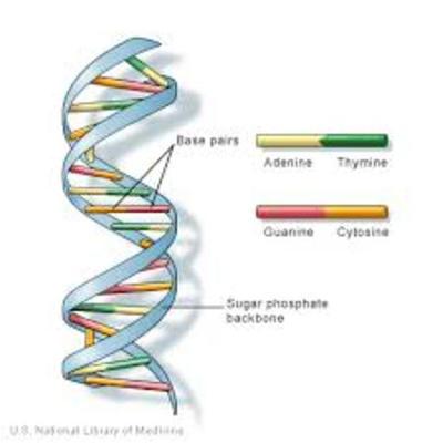 Timeline: DNA Timeline made by David Thang and Nathan Samuels