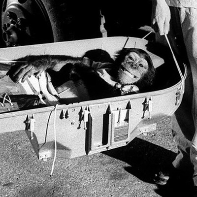 Timeline: Animals Space Timeline