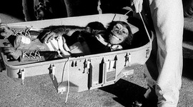 Timeline: Animals Space Timeline