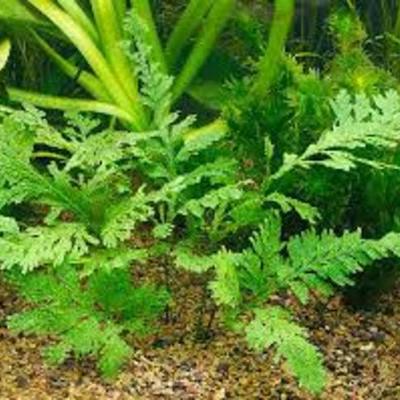 Timeline: Wetenschappelijke ontwikkelingen 20ste en 21ste eeuw