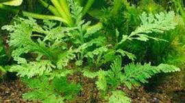 Timeline: Wetenschappelijke ontwikkelingen 20ste en 21ste eeuw