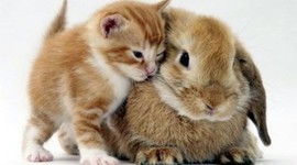 Timeline:  Animal Rights and Environmental Movement