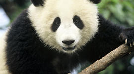 Timeline: Giant Panda Timeline