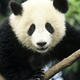 Giant panda hero image (c) michel gunther wwf canon