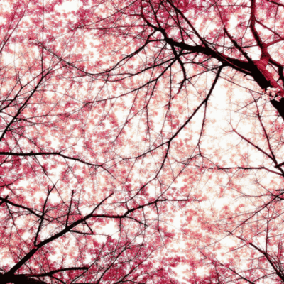 Timeline: Everest TImeline