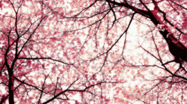 Timeline: Everest TImeline