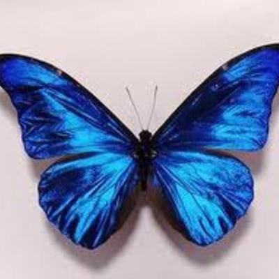 Timeline: ¿Qué me quieres amor?