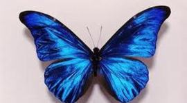 Timeline: ¿Qué me quieres amor?