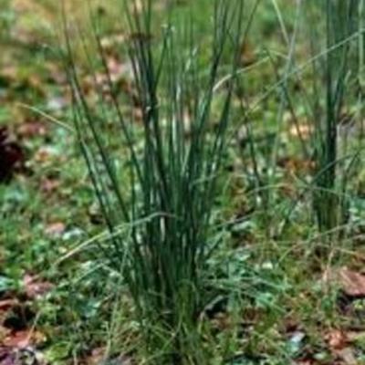 Timeline: Transfering Plants