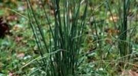 Timeline: Transfering Plants