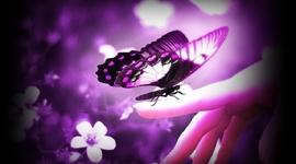 Timeline: ¿QUÉ ME QUIERES AMOR?