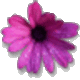 African daisy
