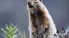 Timeline: Новый год