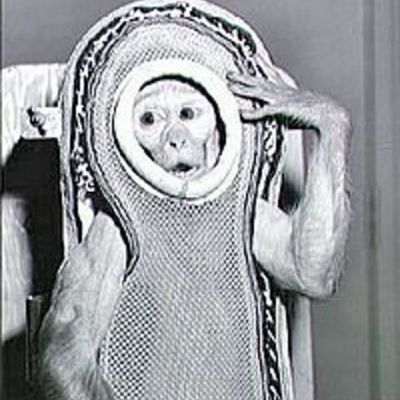 Timeline: Animals in Space