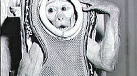 Timeline: Animals in Space