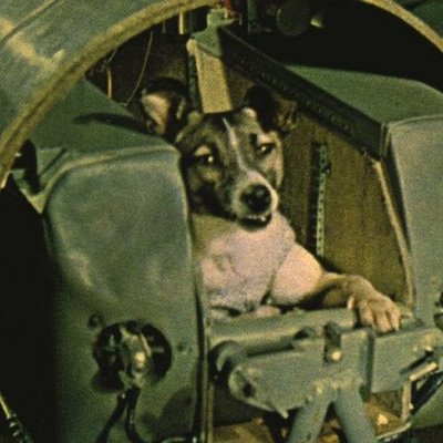 Timeline: Animals in Space